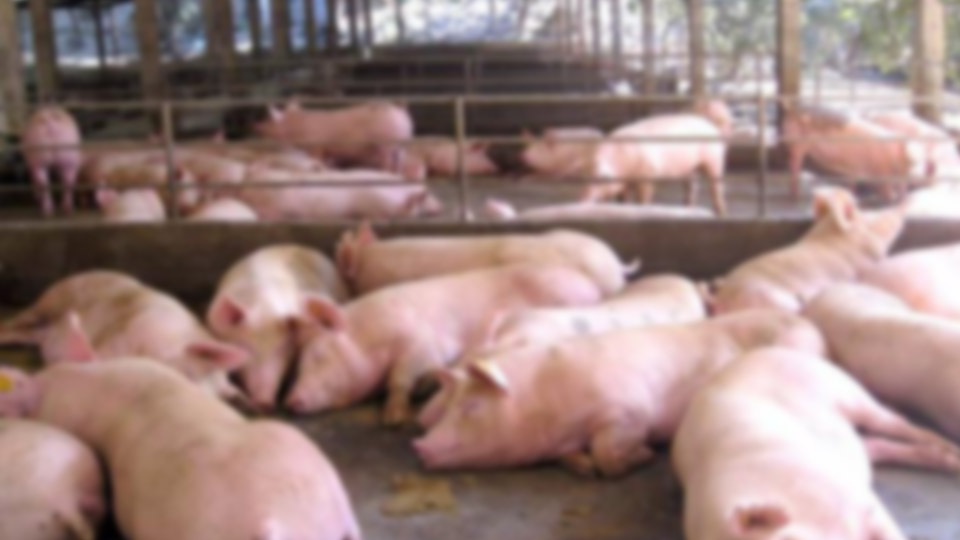 Crearán asociaciones para fomentar la producción porcina en La Paz