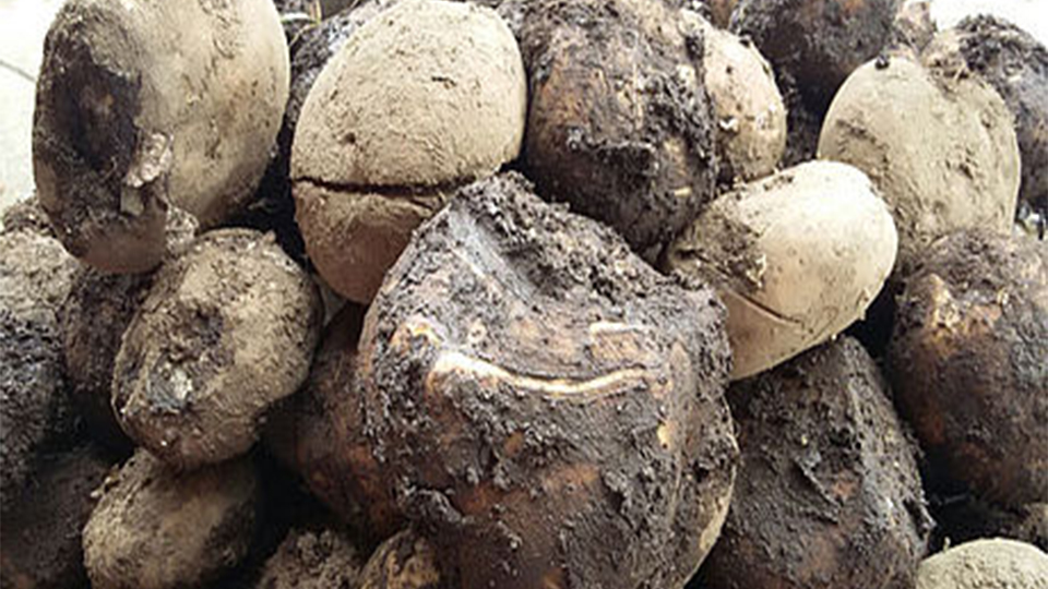 Compuestos de residuos de papa “alimentarían” actividades industriales