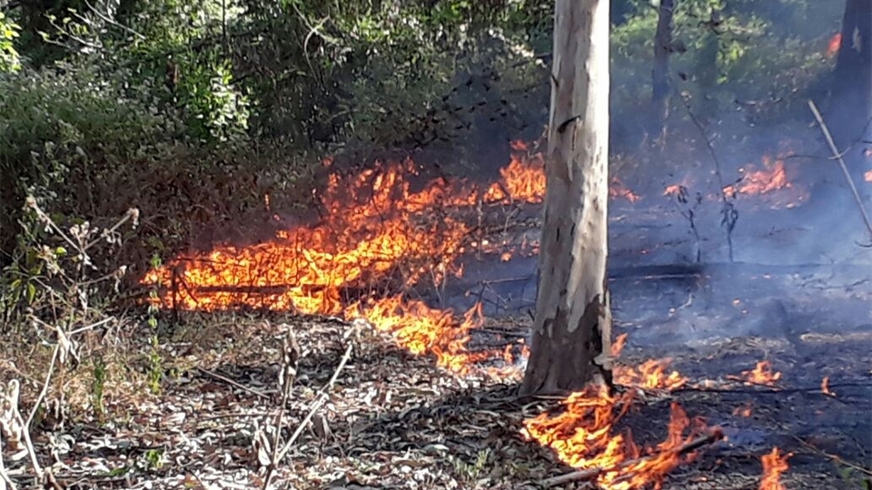 Incendios forestales ponen en alerta a organismos de socorro