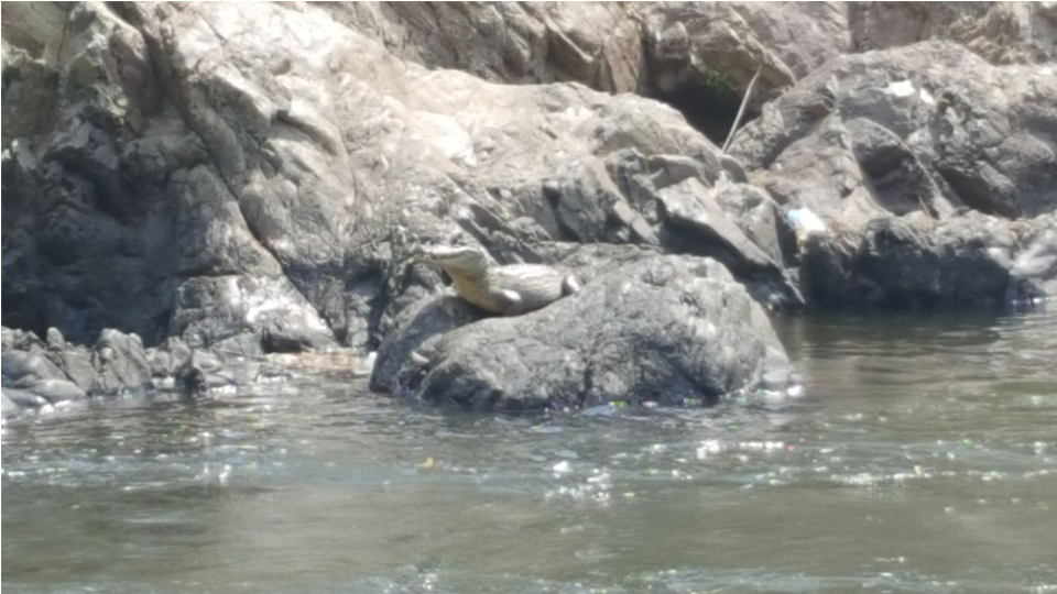 Apareció una babilla en el río Guatapurí de Valledupar