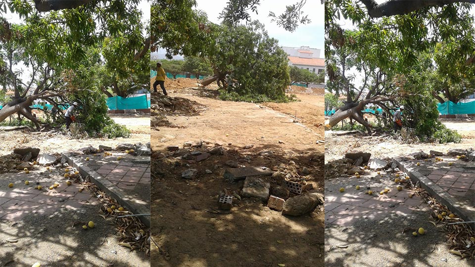Cortan palos de mango de plaza Alfonso López de Valledupar