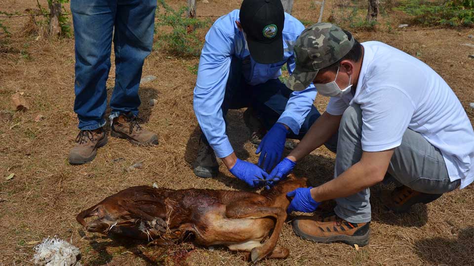 Los perros que matan chivos en Río Seco, Cesar