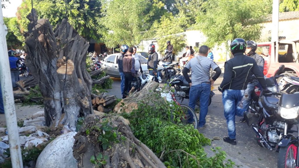 Árbol cayó encima de una moto