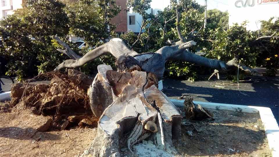 Accidente Árbol en Valledupar